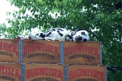 2006: The Budweiser Dalmatian