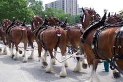 2006: The Budweiser Beer Wagon