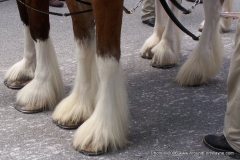 2006: The Budweiser Beer Wagon