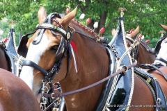 2006: The Budweiser Beer Wagon