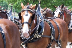 2006: The Budweiser Beer Wagon