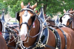 2006: The Budweiser Beer Wagon