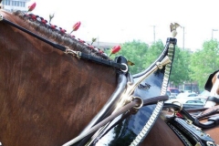 2006: The Budweiser Beer Wagon