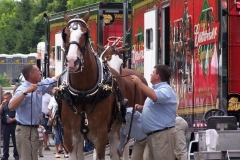 The Budweiser Clydesdales being outfitted