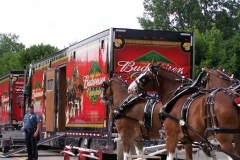 The Budweiser Clydesdales being outfitted