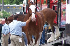 The Budweiser Clydesdales being outfitted
