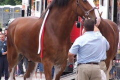 The Budweiser Clydesdales being outfitted