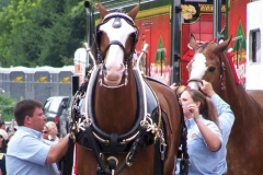 2006: The Budweiser Clydesdales being outfitted