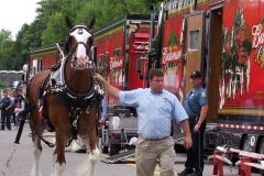 2006: The Budweiser Clydesdales being outfitted