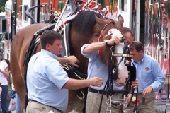2006: The Budweiser Clydesdales being outfitted