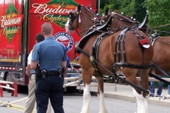 2006: The Budweiser Clydesdales being outfitted