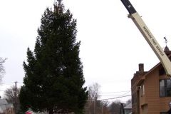 The Broadway Tree installation