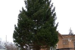 The Broadway Tree installation