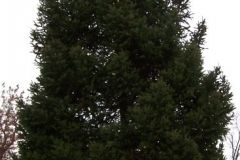 The Broadway Tree installation