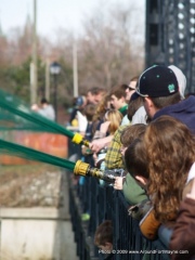 Greening the St. Mary's River