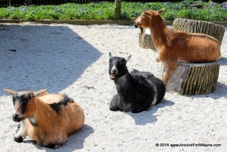 2016/04/19: Three little maids from school are we