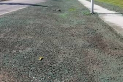 Hessen Cassel completed hydroseed