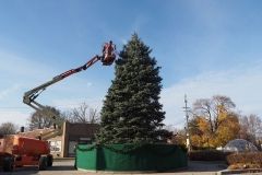 Stringing Christmas tree lights