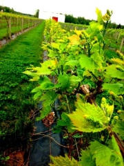 Country Heritage Winery