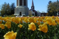 2009 North Manchester Tulip Festival