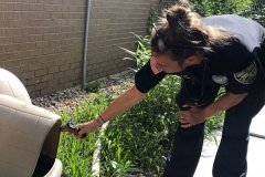 Dog house temperature check