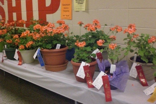 School Children’s Flower and Vegetable Association Blue Ribbon Show