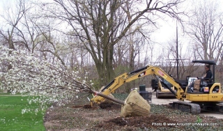 2013/04/25: New trees