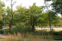 2012/06/30: Derecho damage