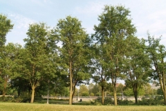 2012/06/30: Derecho damage