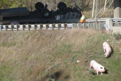 Pigs loose on toll road