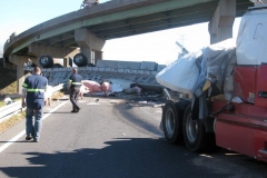Pigs loose on toll road