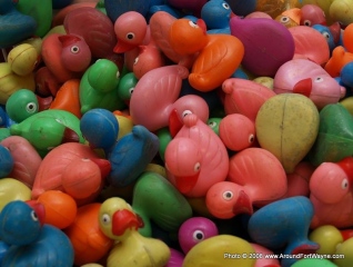 Ducks wating for the race