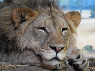 Bahati the lion