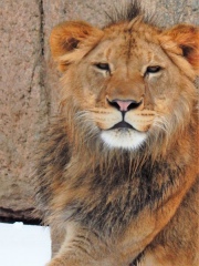 Bahati the lion