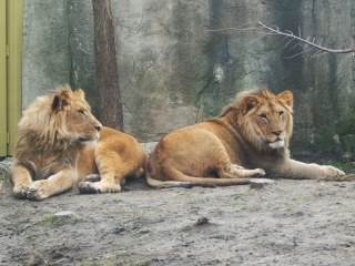 Bahati the lion (on the right)