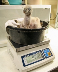 Tuck at three weeks old