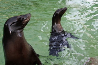 Tiny Cassandra follows Fishbone everywhere.jpg (1.07 MB)