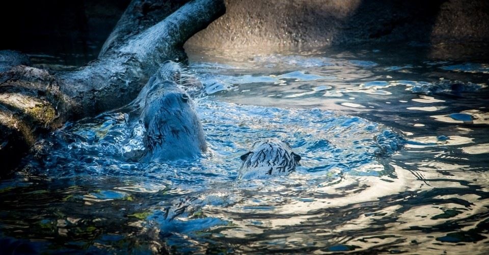 Otters at the zoo