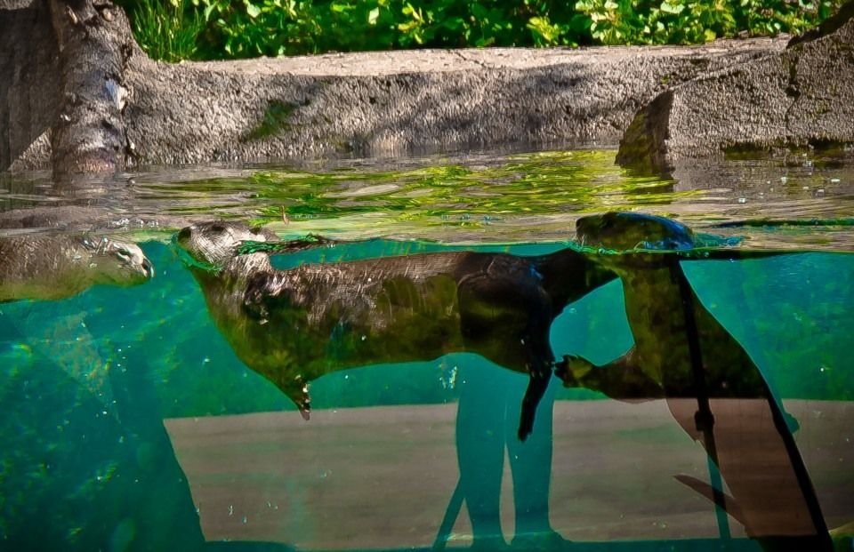 Otters at the zoo