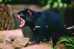 Tasmanian Devil