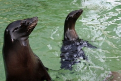 Tiny Cassandra follows Fishbone everywhere.jpg (1.07 MB)