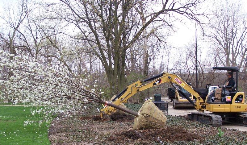 Headwaters Park Alliance finishes tree planting New trees at Headwaters Park