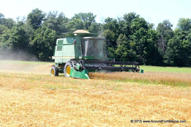 Oat and wheat harvest in full swing Oat and wheat harvest in full swing