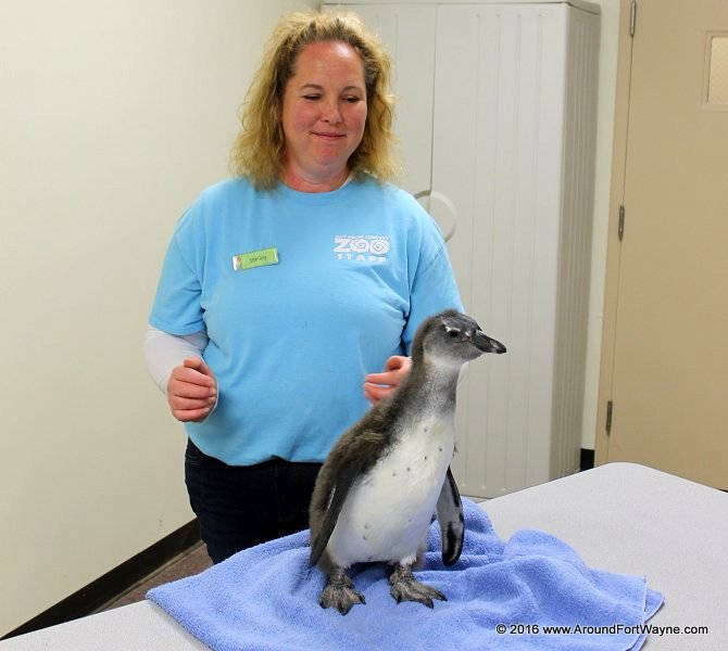 Blue – the newest penguin at the Zoo Blue - the newest penguin at the Zoo.