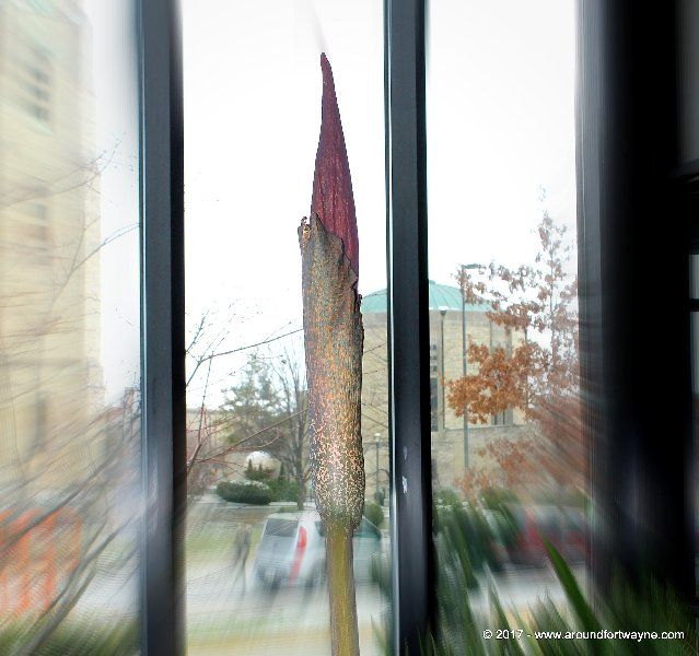 She’s about to bloom! She's about to bloom!