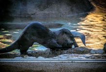 Otters at the Zoo Otters at the zoo