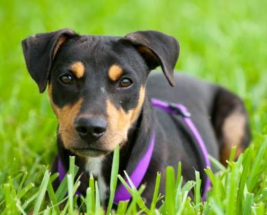 Dog similar in markings and size