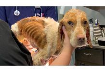 FWACC seeking info after emaciated dog found abandoned