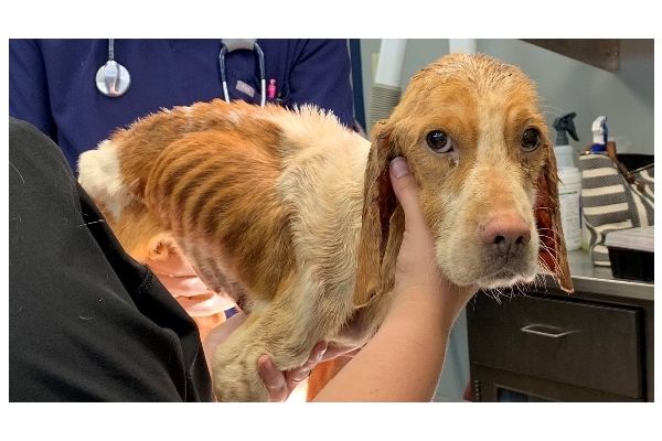 emaciated dog