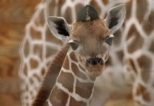 Fort Wayne Children’s Zoo Welcomes baby reticulated giraffe